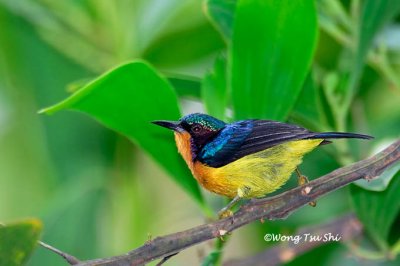 (Chalcoparia singalensis) Ruby-cheeked Sunbird ♂