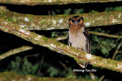 (Strix leptogrammica) Bornean Wood Owl