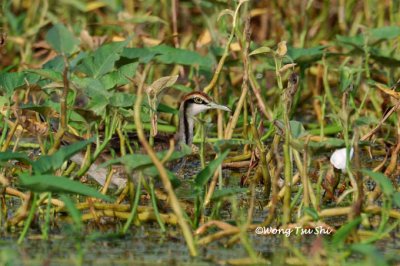 (Hydrophasianus chirurgus) Pheasant-tailed Jacana