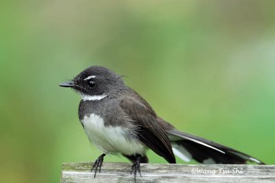 (Rhipidura javanica) Pied Fantail