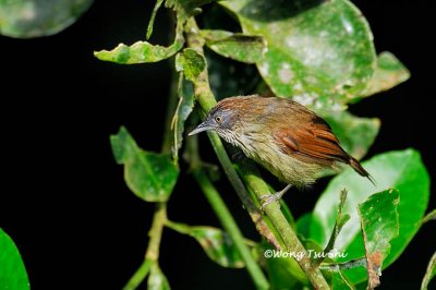 (Mixornis gularis)Striped Tit-babbler