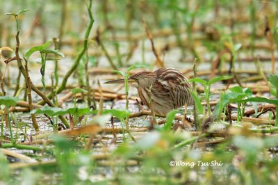 (Ixobrychus seninsis)Yellow Bittern