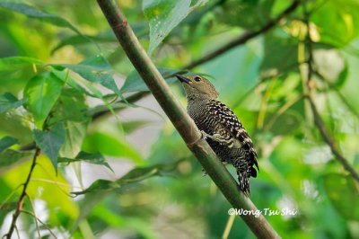 (Meiglyptes tristis)Buff-rumped Woodpecker ♀