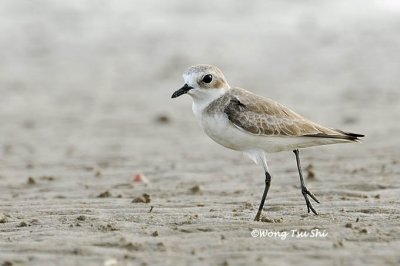 (Anarhynchus atrifrons) Tibetan Plover