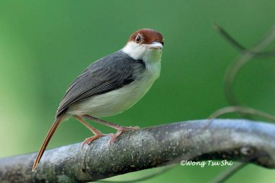 (Orthotomus sericeus) Rufous-tailed Tailorbird
