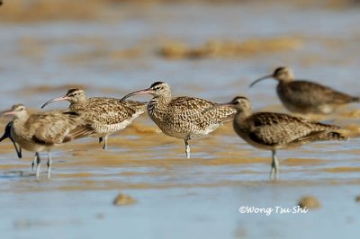 (Numenius phaeopus variegatus) Eurasian Whimbrel