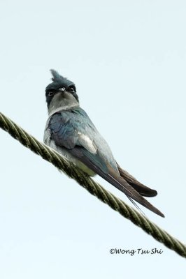 (Hemiprocne longipennis)Grey-rumped Treeswift ♀