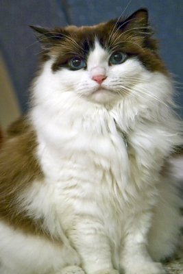 g3/77/588477/3/119775748.F0z6SYew.jpg