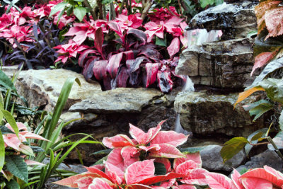 Lamberton Conservatory 12/15/09