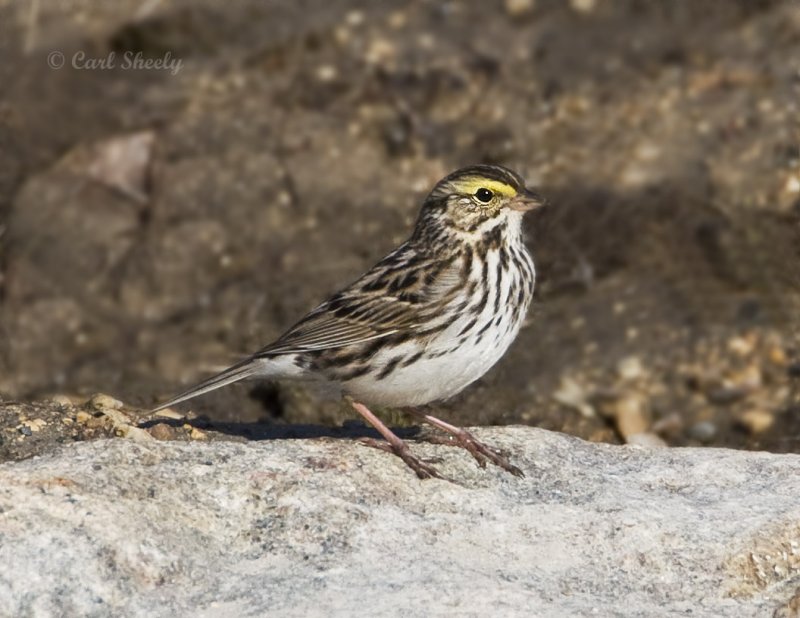 Savannah Sparrow-14.jpg