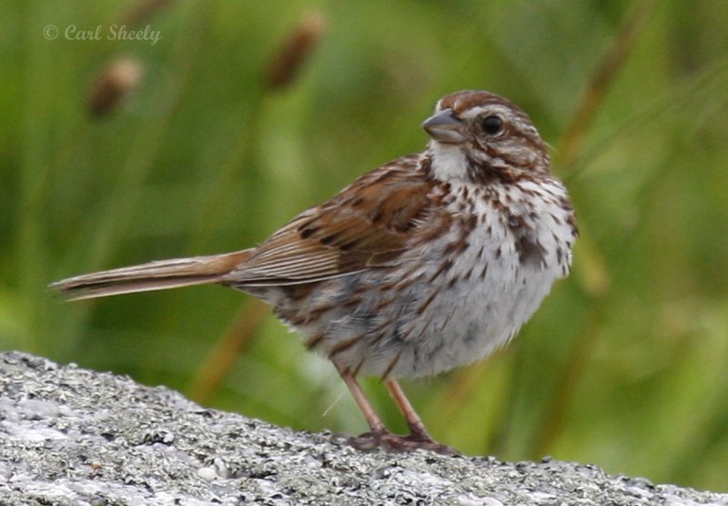 SongSparrow-1.jpg