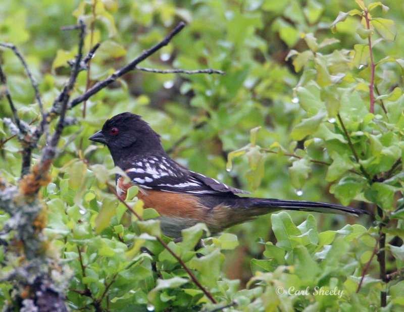 Spotted Towhee-3.jpg