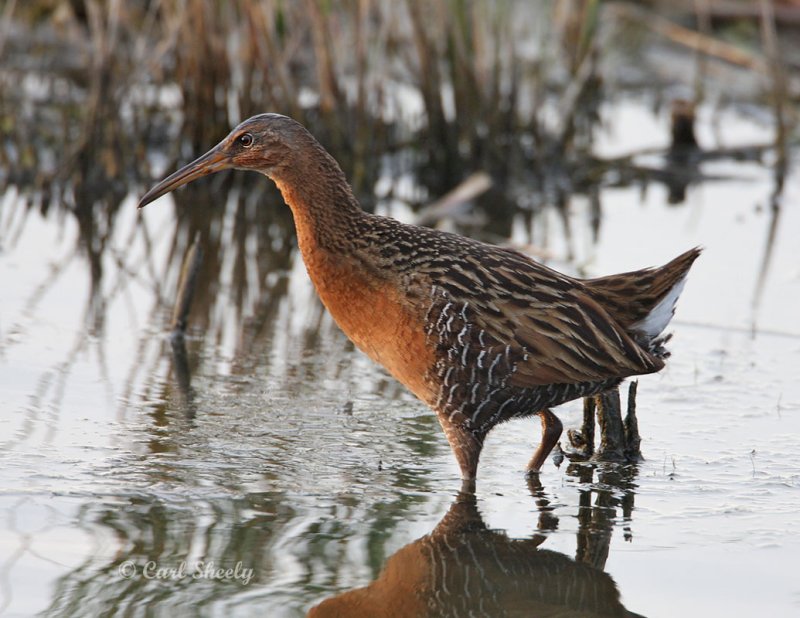 King Rail-3.jpg