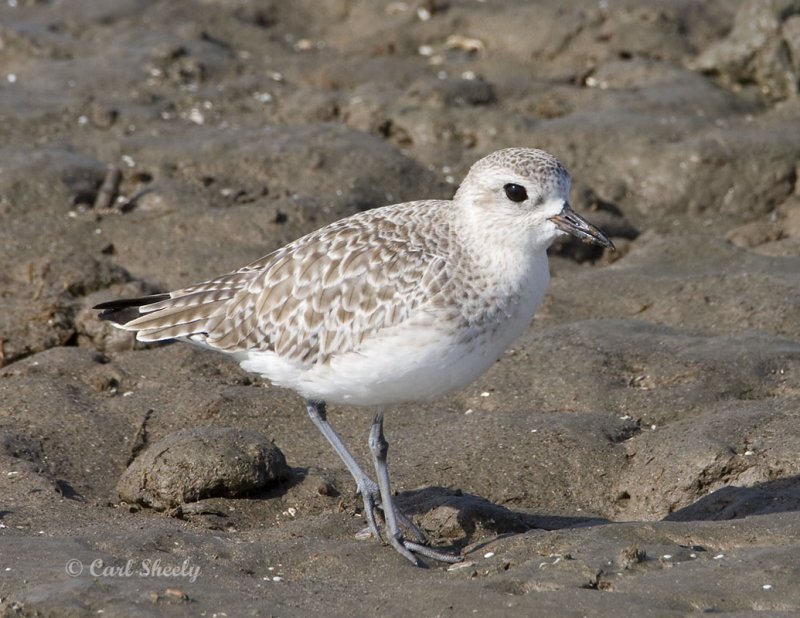 Black-bellied Plover-14.jpg