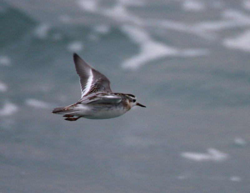 Red Phalarope-1.jpg