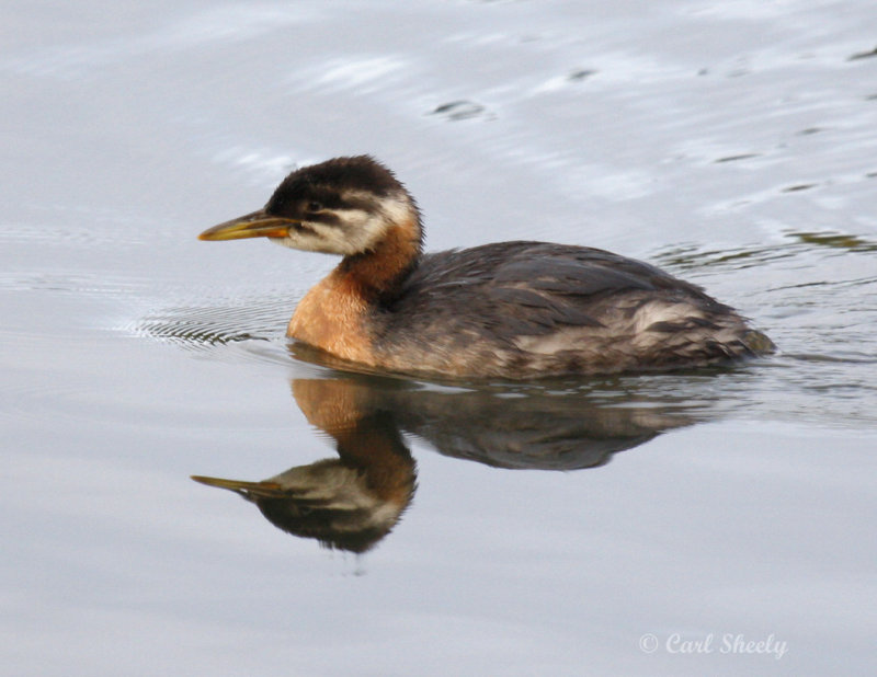 Red-necked Grebe-imm.jpg