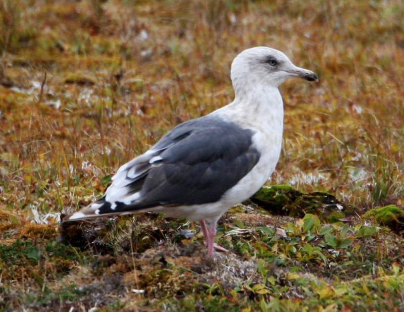Slaty-backed -1Gull.jpg