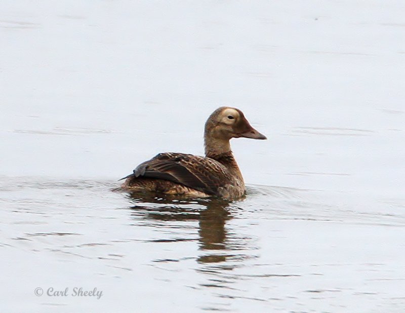 Spectacled Eider.jpg