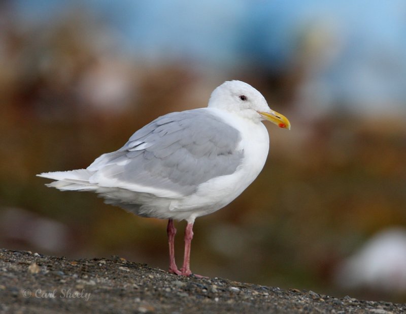 Glaucous-winged Gull-5.jpg