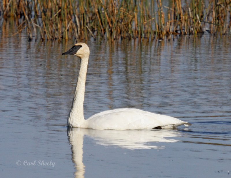 Trumpeter Swan-3.jpg