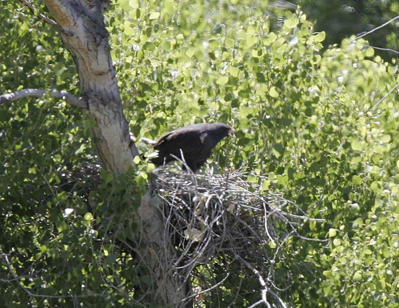 Common Black Hawk-1.jpg