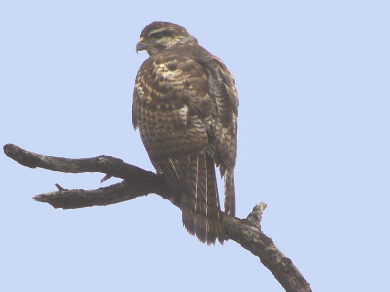 Grey Hawk-imm.jpg