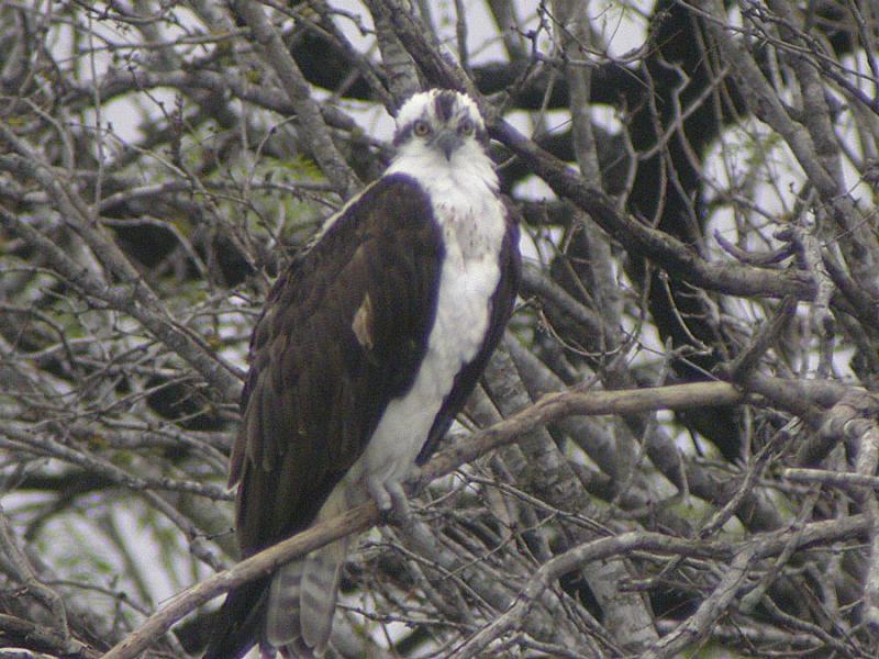 Osprey-2.jpg