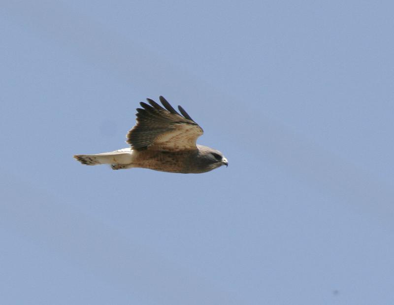 Swainsons Hawk-1.jpg