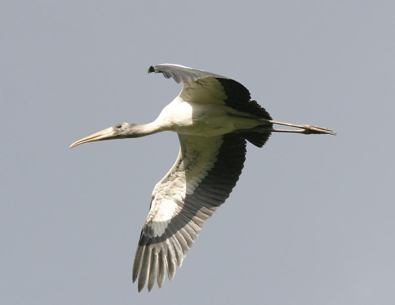 Wood Stork-6.jpg