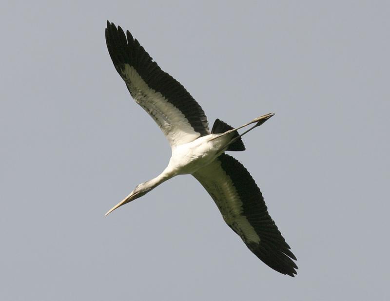 Wood Stork-7.jpg