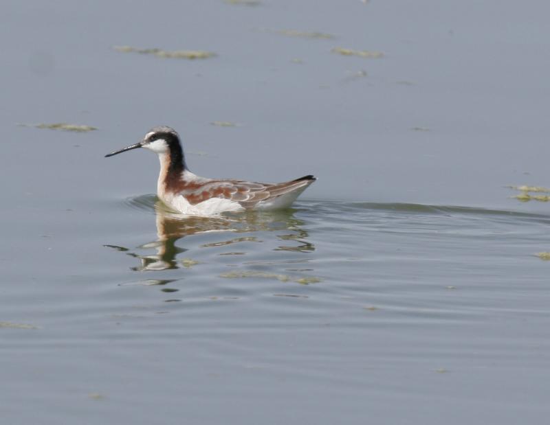 Wilsons Phalarope-1.jpg