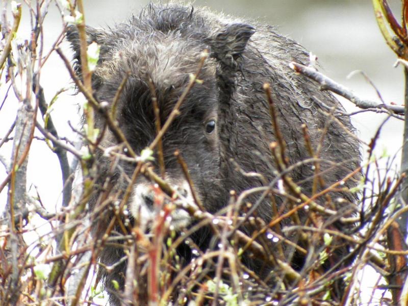 Muskox Calf-Nome.jpg