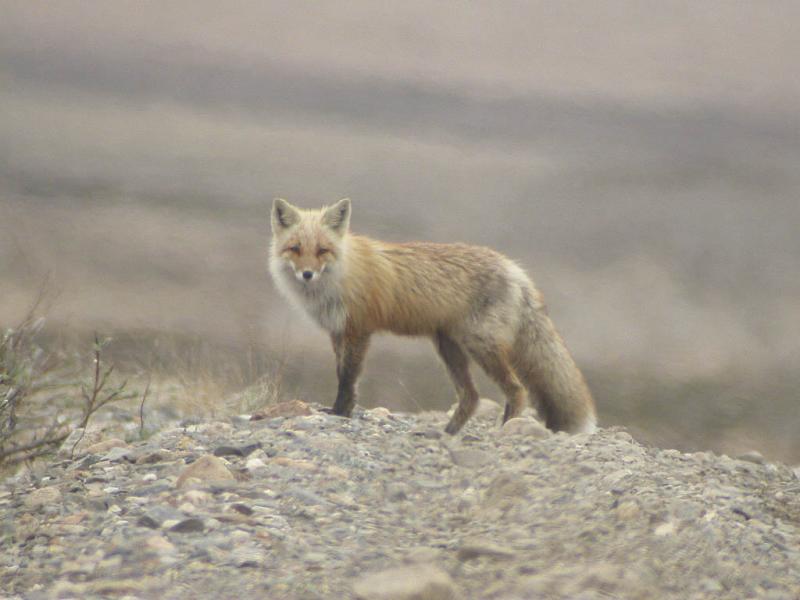 Red Fox-1.jpg