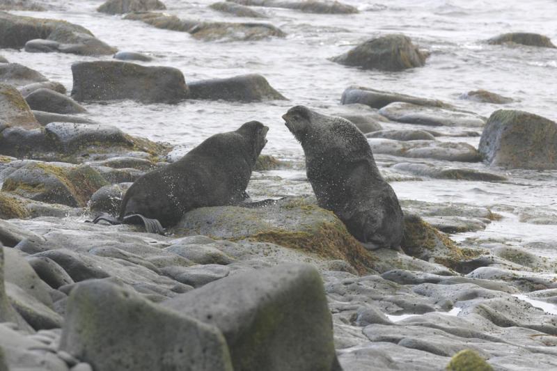 Territorial fur seals.jpg