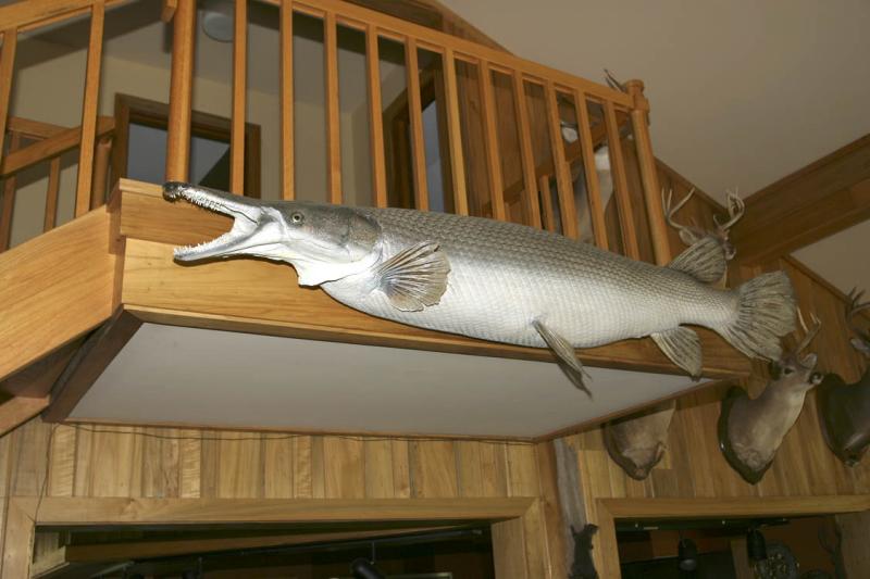 Monster Allegator Gar !