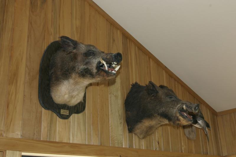 Russian Boars