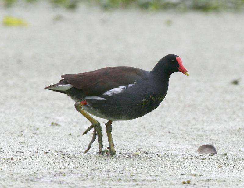 Moorhen-1.jpg
