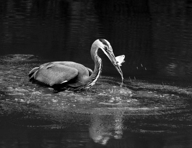 Great Blue Heron-4.jpg