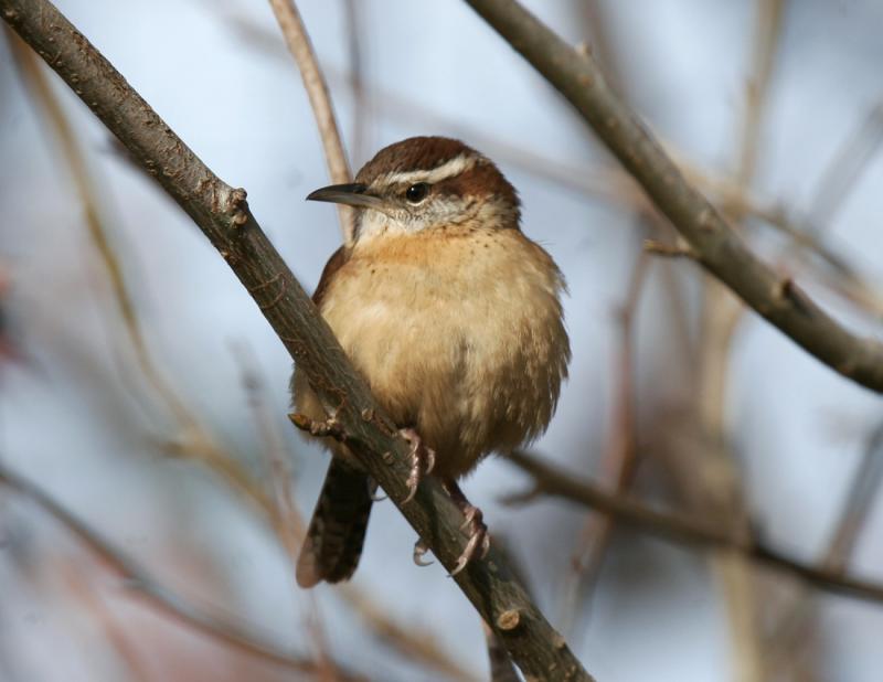 Carolina Wren-8.jpg