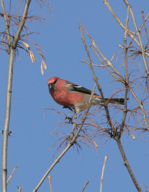 Pine Grobeak-1.jpg
