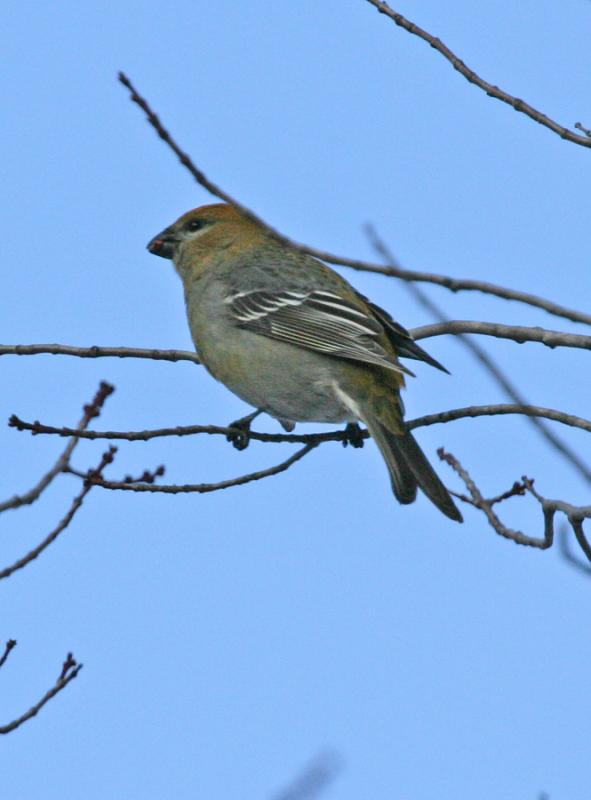 Pine Grosbeak-7f.jpg