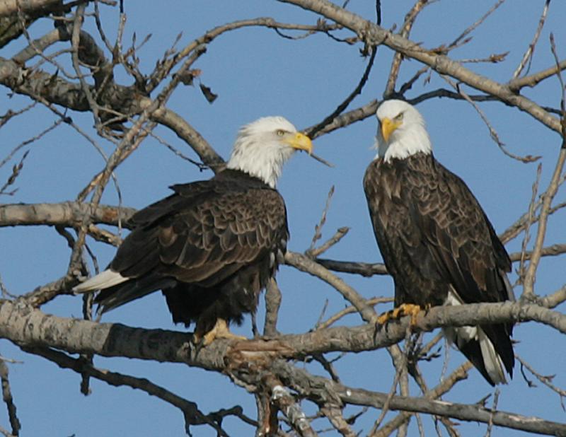 Bald Eagle-2.jpg