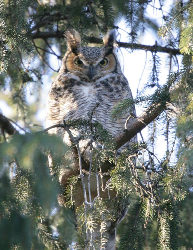 Great Horned Owl-3.jpg