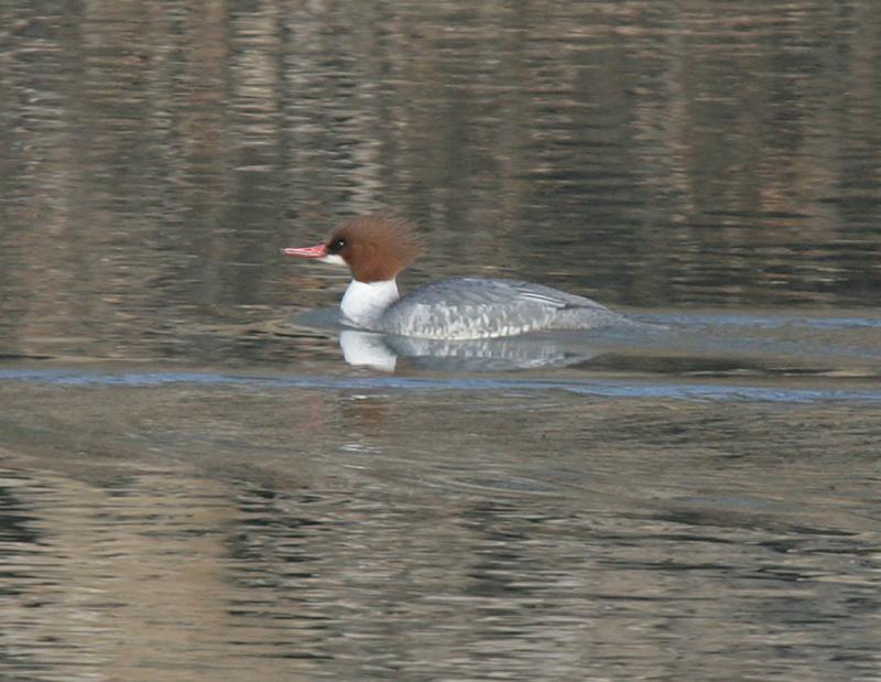 Common Merganser-1f.jpg