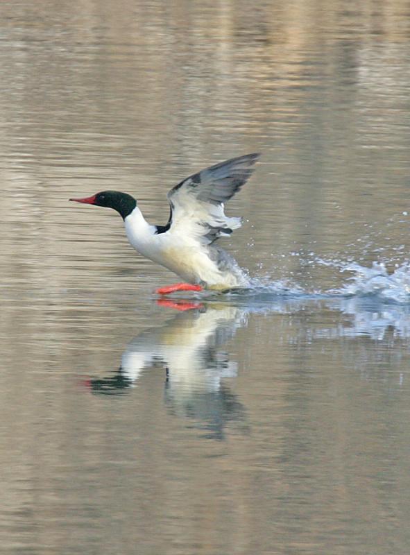 Common Merganser-2.jpg