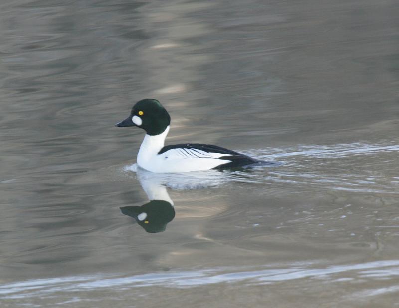 Common Goldeneye-3.jpg