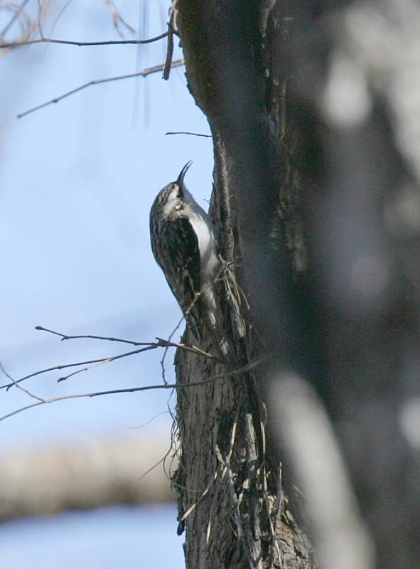 Brown Creeper-7.jpg