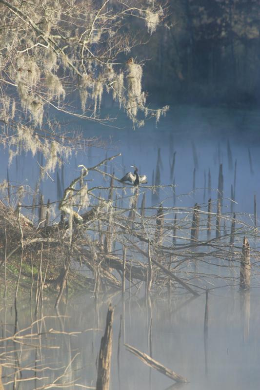Anhinga-2.jpg