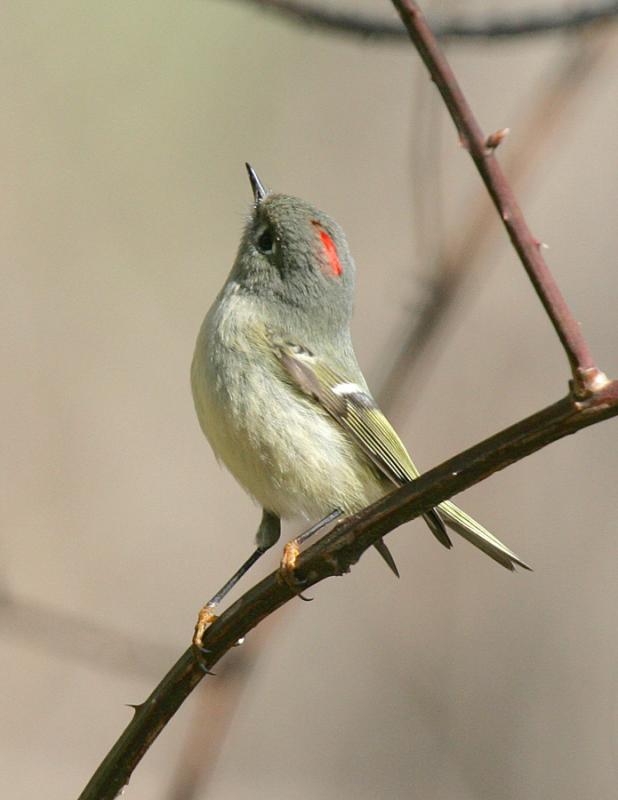 Ruby Crowned Kinglet-4.jpg