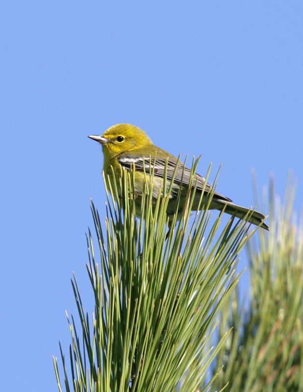 Pine Warbler-3.jpg